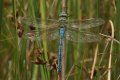 Dragonflies and Damselflies: Emperor Dragonfly - male (Anax imperator)